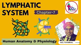 Chapter7 Lymphatic System Human Anatomy and Physiology for DPharm 1st year [upl. by Anahtor61]