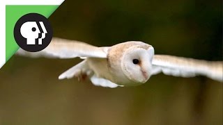 Owl Shows Off Silent Flight Superpower [upl. by Niawtna149]