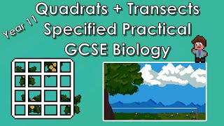 Quadrats  Transects Specified Practical  WJEC Biology  GCSE REVISION Year 11 [upl. by Queenie316]