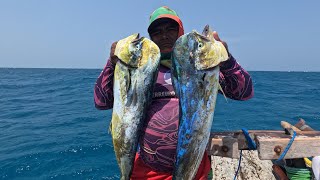 Guerreiros Do Mar UMAS DAS MELHORES PESCARIAS QUE JÁ FIZEMOS DOURADOS GRANDES E MUITA GUARAJUBA [upl. by Evyn]