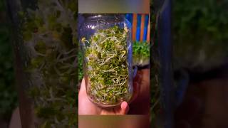 Grow microgreens without soil  mustard microgreens gardening youtubeshorts [upl. by Alletsirhc297]