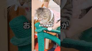 猫語を再翻訳した飼い主の末路がコチラ🤣🤣🤣 猫 [upl. by Radmilla]