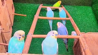 budgie sounds amazing morning in our colonies 😍 [upl. by Alleb494]