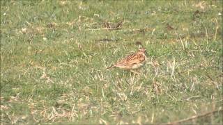 Woodlark at Portland Bill Dorset on 28th April 2014 [upl. by Nomed]