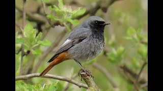 1401 Rehek domácí Black Redstart Hausrotschwanz Zwarte roodstaart Горихвосткачернушка [upl. by Lorin680]