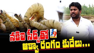 నకిలీ సీడ్స్ తో ఆక్వా రంగం కుదేలు Fake Seeds in Aqua Farming  i9 Media [upl. by Kiefer]