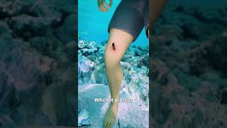 How Stingrays Actually Sting You 😳 [upl. by Treborsemaj574]