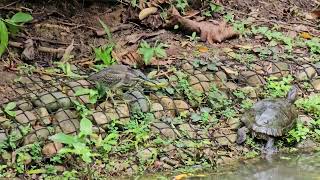 Striated Heron [upl. by Cece155]