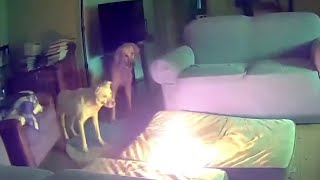 Video captures dog accidentally starting lithium battery fire [upl. by Targett]