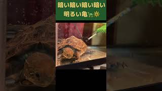 暗い暗い暗い暗い明るい亀 可愛い クサガメ つく shorts 爬虫類 亀飼育 Reeves Turtle ピコ太郎 ネオサングラス NEO SUNGLASSES [upl. by Messab397]