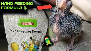 COCTEL BABY 🐥 HAND FEEDING FORMULA 🦜  Bajis Perot [upl. by Okika]