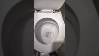 How to FLUSH your toilet after use shorts [upl. by Hsemar]