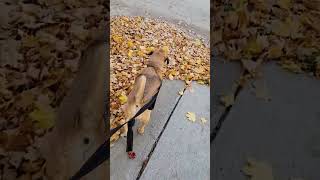 Puggle enjoys crunchy Fall leaves [upl. by Einalem]