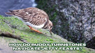 Jetty Gourmet Ruddy Turnstones and the Art of Adaptation in Every Step [upl. by Ama888]