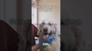 Does Your Dog Have Allergiespuppies happydogtv fyp [upl. by Cnut153]