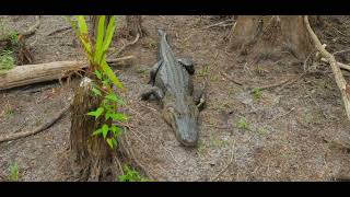 Un alligator sur le tarmac dun aéroport en Floride [upl. by Dobson]