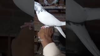 Kalsira kabootar💥👍🕊️🌟 shot video kabutar bhajan [upl. by Siladnerb]