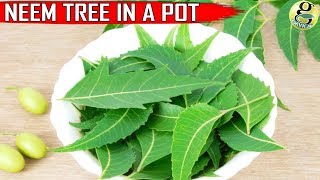 NEEM TREE IN POT CARE and GROWTH TIPS on Neem Plant at Home [upl. by Dorsman330]