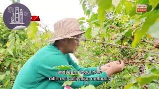 Vibrant Hong Kong Coffee growing at Lai Chi Wo [upl. by Block]