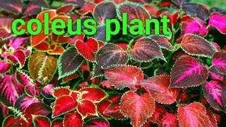 coleus plant cutting care [upl. by Nonek]