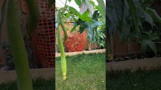 Luffa vegetable plant in my vegetable garden [upl. by Martella]