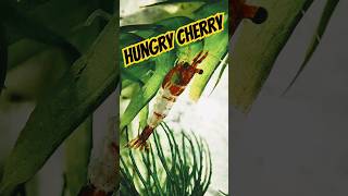 The angry Hungry Cherry Shrimp😈😵😅 shorts trending shrimp [upl. by Shute548]