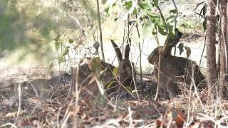 Hares Hervey Bay Qld [upl. by Allard]