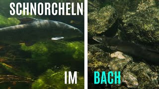 Schnorcheln im klaren Bach  Hechte Barben und Aale  Süßwasser Schnorcheln Deutschland [upl. by Naji433]