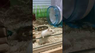 Hamsters  Pets at Home UK hamsters cute [upl. by Auqinal]