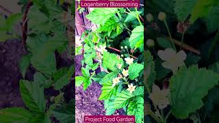 Loganberry BlossomingSE5Project Food Garden [upl. by Illak]