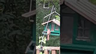 Papa cardinal ♥️ matthew626 cardinal birdfeeder godscreation birdwatching [upl. by Nona]