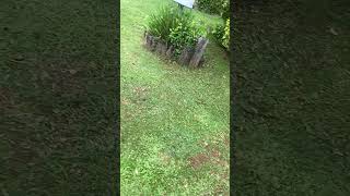 Mowed the Grass Today short shorts video [upl. by Atnoled]