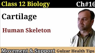 Cartilage  StructureComposition and functions of Cartilage  Human Skeleton  Support amp Movement [upl. by Akina862]