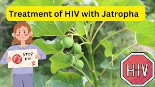 Green Jatropha Leaves to Combat HIV HIV herbal treatment Red Jatropha Hospital too far [upl. by Asetal421]