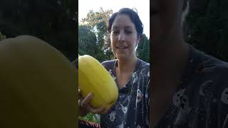 First ever spaghetti squash youtubeshorts garden [upl. by Shah]