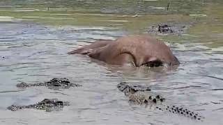 Crocodile Feeding Frenzy [upl. by Apostles977]