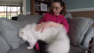 Daily grooming for white Persian Cat [upl. by Frohman159]