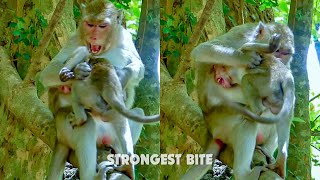 Strongest bite ever Mum angry baby monkey cry tantrum mum cant calm bite warning very hard [upl. by Ydahs269]