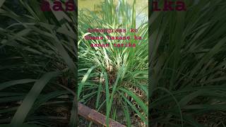 Lemon grass care tips lemongrass organic fertilizer lemongrass ko Ghana kaise banaen shorts love [upl. by Kampmann]