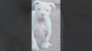 Jab issa gharr Laker ayya tha na pitbulll dogs like dogbreed pitbull [upl. by Enahpets]