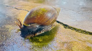 Wow great longnosed snail 🐌 [upl. by Namron491]