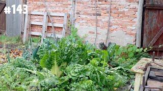 Fenster einputzen  Gartenrundgang im November  Hofvlog 143 [upl. by Anni248]