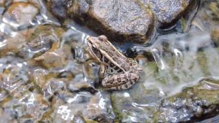 Capital Naturalist Pickerel Frog [upl. by Edgard]