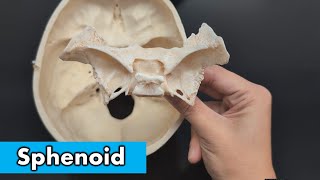 Sphenoid Bone [upl. by Retsbew]