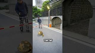 Cette tortue va désobéir à ce robot et tout déraille 🐢🤖💥 [upl. by Suoiradal]