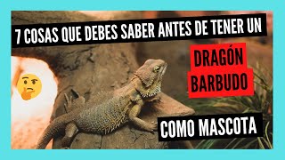 COSAS que DEBES SABER antes de tener un DRAGÓN BARBUDO o POGONA como MASCOTA [upl. by Georgy]