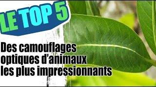 Le top 5 des camouflages optiques danimaux [upl. by Anirbus]