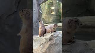 Animal vlog Alert Blacktailed prairie dog｜Kobe Animal Kingdom [upl. by Kwapong]