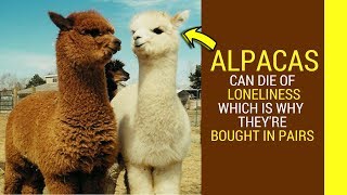 Alpaca facts for kids Amazing facts about Alpaca [upl. by Xella377]