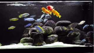 African Cichlids  New Setup [upl. by Atinaw243]